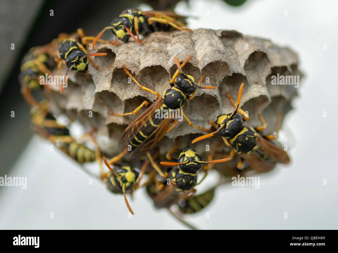 Vespola europea (Vespula germanica) costruendo un nido per iniziare una nuova colonia. Foto Stock