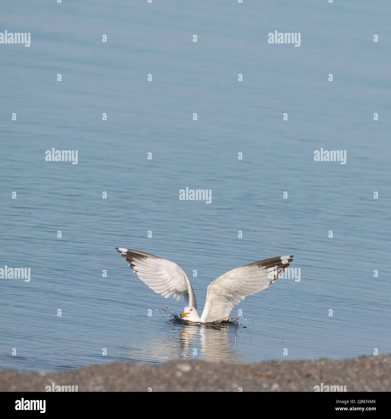 Un uccello d'acqua gabbiano o un uccello d'acqua isolato che galleggia in acqua calma con ali spalmate ampie ali bianche aperte con spazio nero punte per il tipo di contenuto Foto Stock