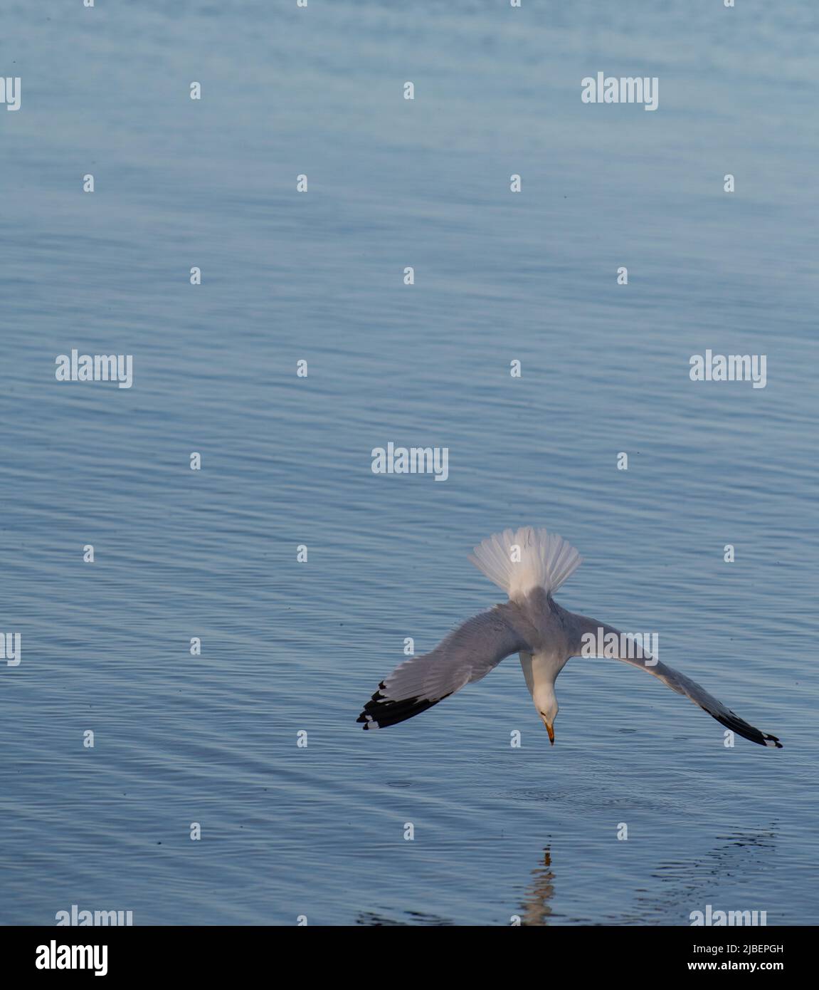 un isolatamente gabbiano o un comune gabbiano subacqueo per pesci in acqua con le ali sparse e testa verso il basso per tuffarsi nel formato verticale dell'acqua Foto Stock