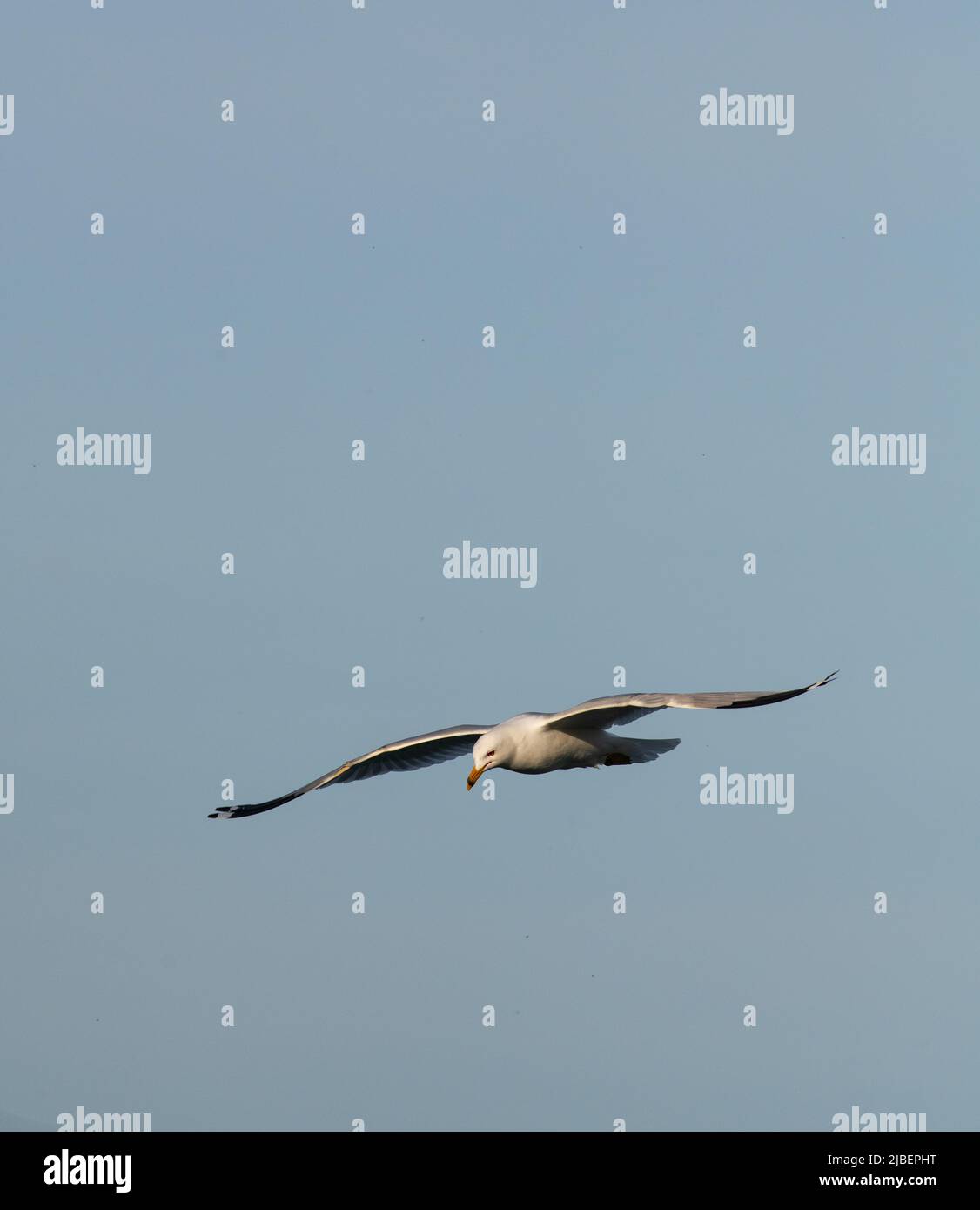 Un uccello d'acqua gabbiano isolato o un uccello d'acqua in volo completo con ali sparse sull'acqua del lago Ontario in Canada stanza verticale per tipo Foto Stock