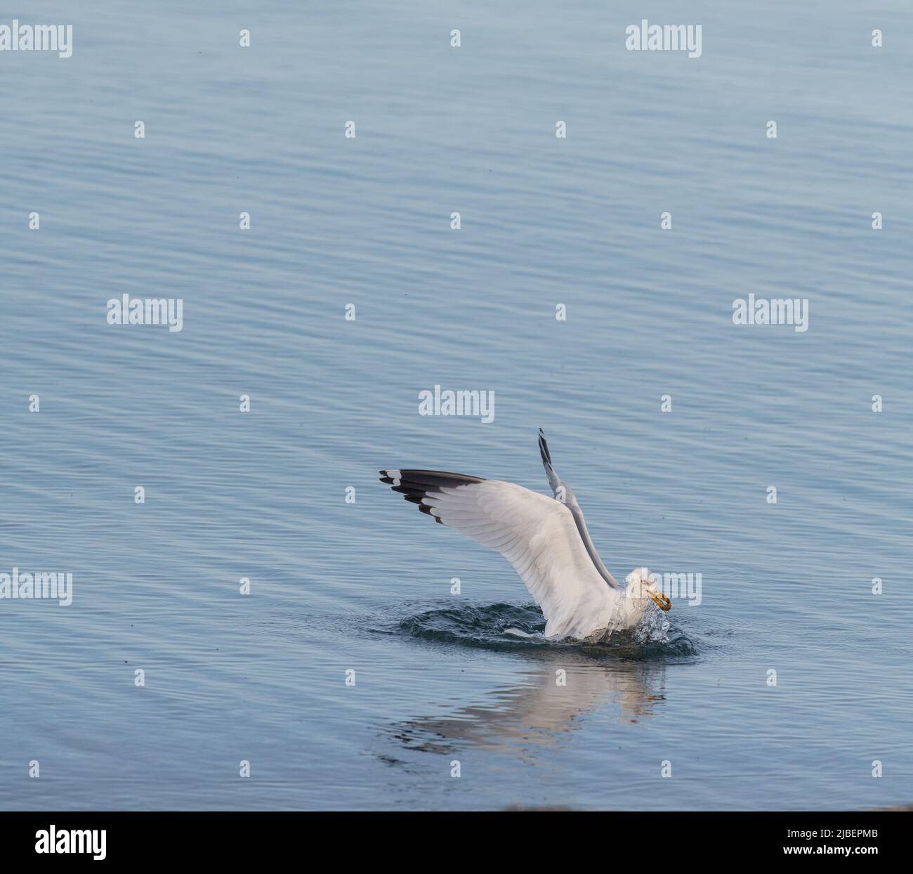 Un uccello d'acqua gabbiano o un uccello d'acqua isolato che galleggia in acqua calma con ali spalmate ampie ali bianche aperte con spazio nero punte per il tipo di contenuto Foto Stock