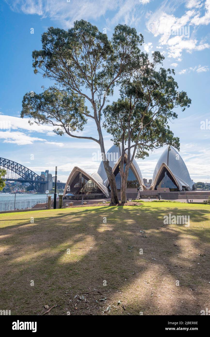 Due alberi di gum rosso del fiume maturi (Eucalyptus camaldulensis) prati precincisi della Tarpea sopra Dubbagullee (Bennelong Pt e la Sydney Opera House) Foto Stock