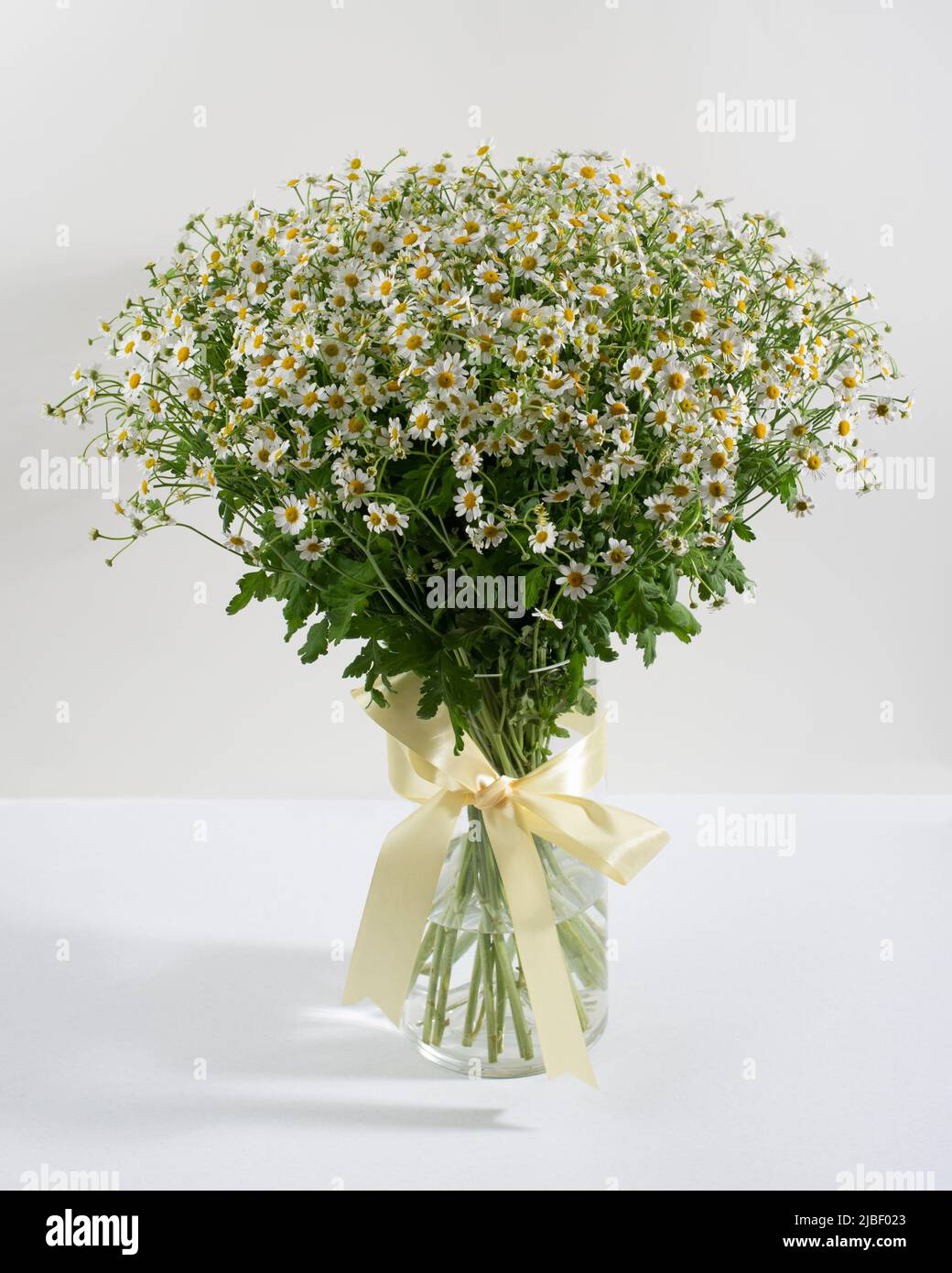 Grande bouquet di camomilla bianca in vaso con nastro. Foto Stock