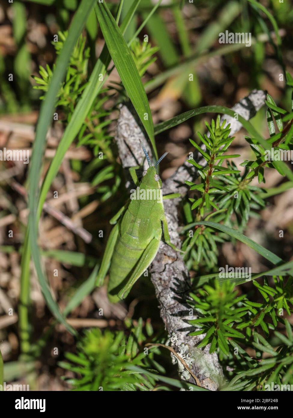 Donna verde adulta di locusta endemica Pyrgomorphella serbica sul monte Tara in Serbia Foto Stock