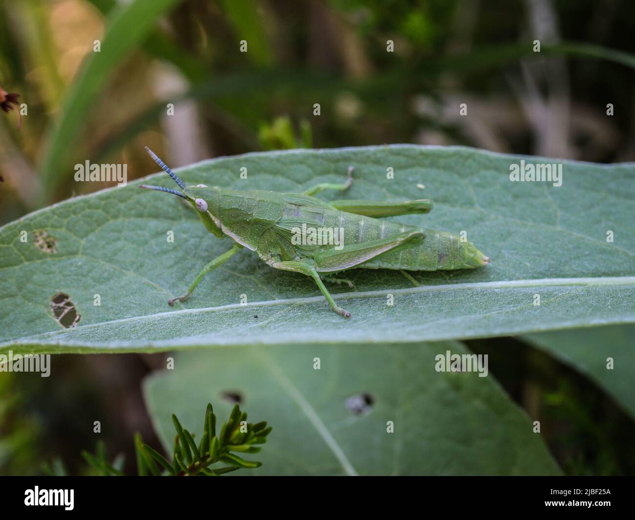 Donna verde adulta di locusta endemica Pyrgomorphella serbica sul monte Tara in Serbia Foto Stock