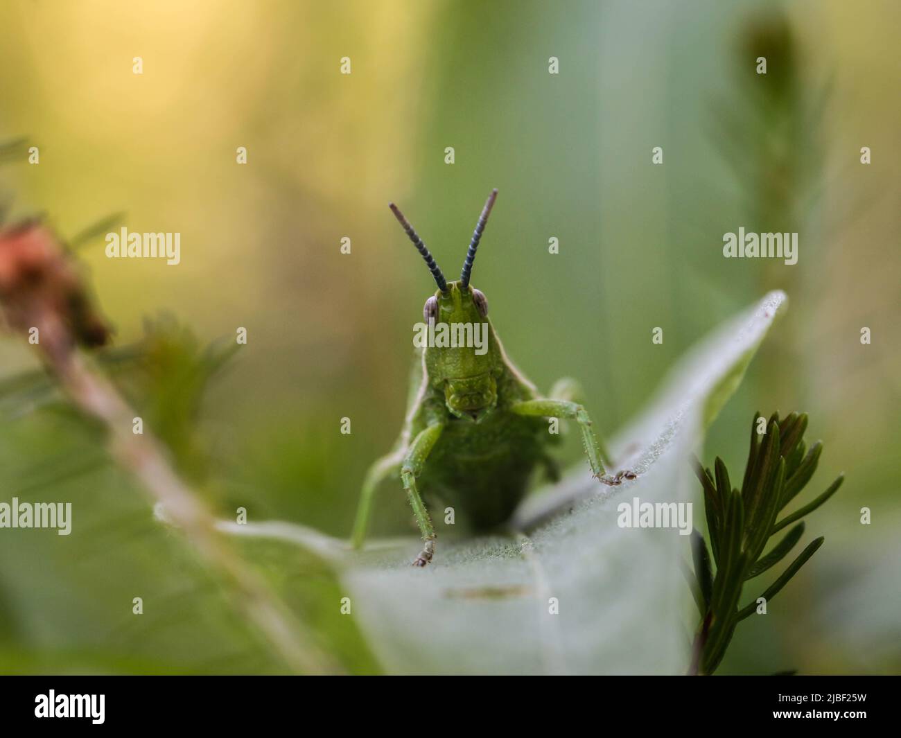 Donna verde adulta di locusta endemica Pyrgomorphella serbica sul monte Tara in Serbia Foto Stock