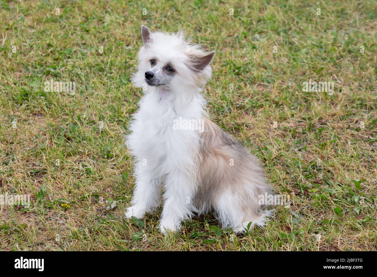 Cute powderpuff cinese crested cane cucciolo è seduto sul verde erba nel parco estivo. Animali domestici. Cane purebred. Foto Stock
