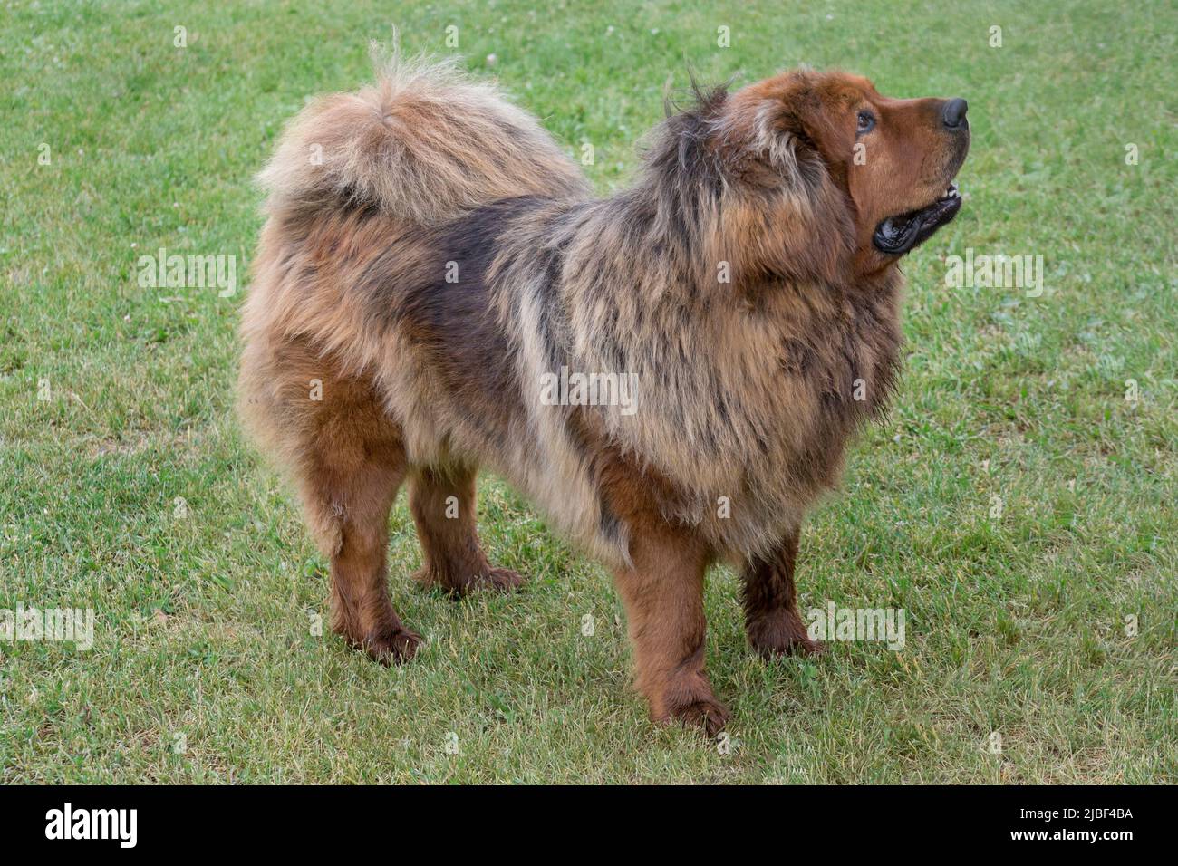 Il carino cucciolo di mascattiolo tibetano si trova sull'erba verde del parco estivo. Animali domestici. Cane Guardiano. Cane purebred. Foto Stock