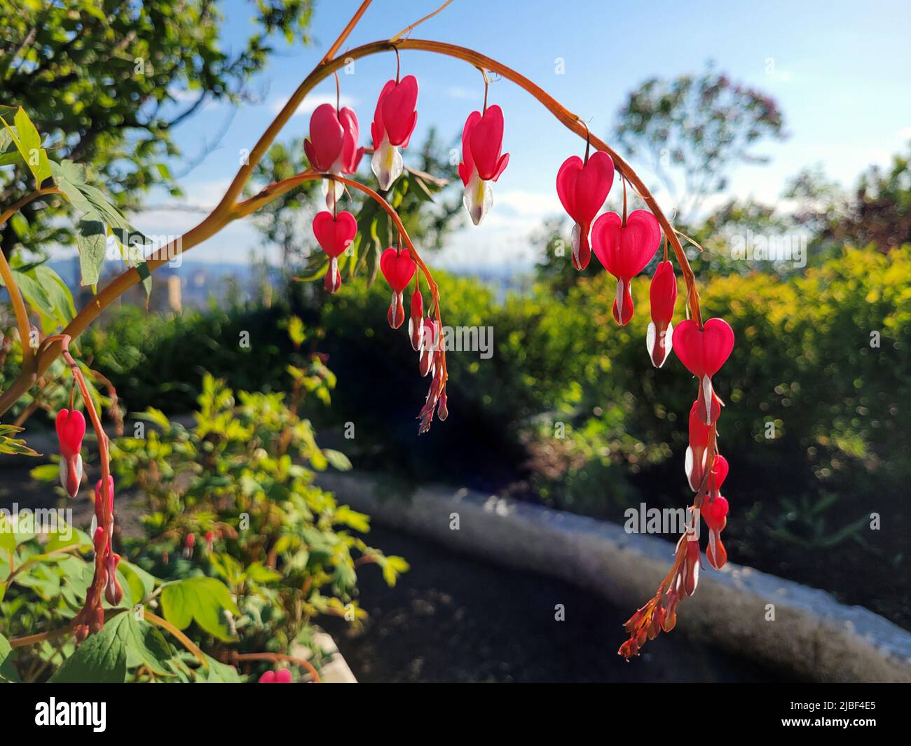 Fiori di dicentra in giornata di sole. Messa a fuoco selettiva con profondità di campo ridotta. Foto Stock