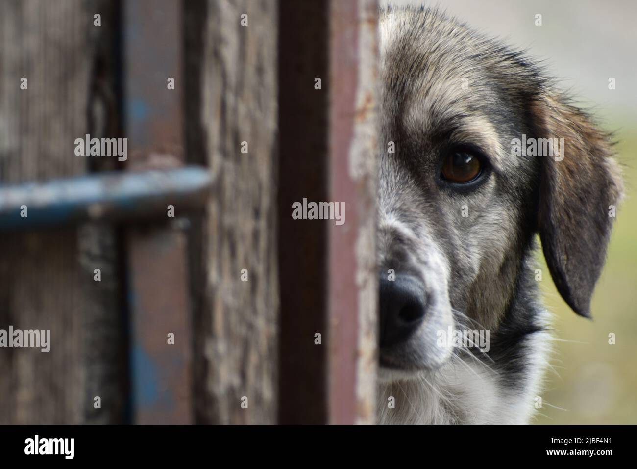 Mezza faccia di un cane curioso che sbircia dietro un cancello di legno con un'espressione prudente Foto Stock