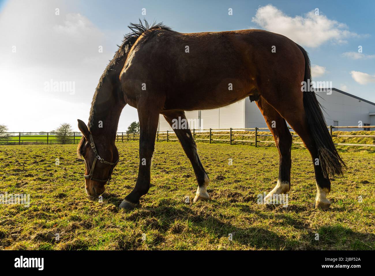 Un mare danese a sangue caldo, Dansk Varmblod nella stalla. È una razza danese di cavallo sportivo moderno. Assens, Danimarca, Europa Foto Stock