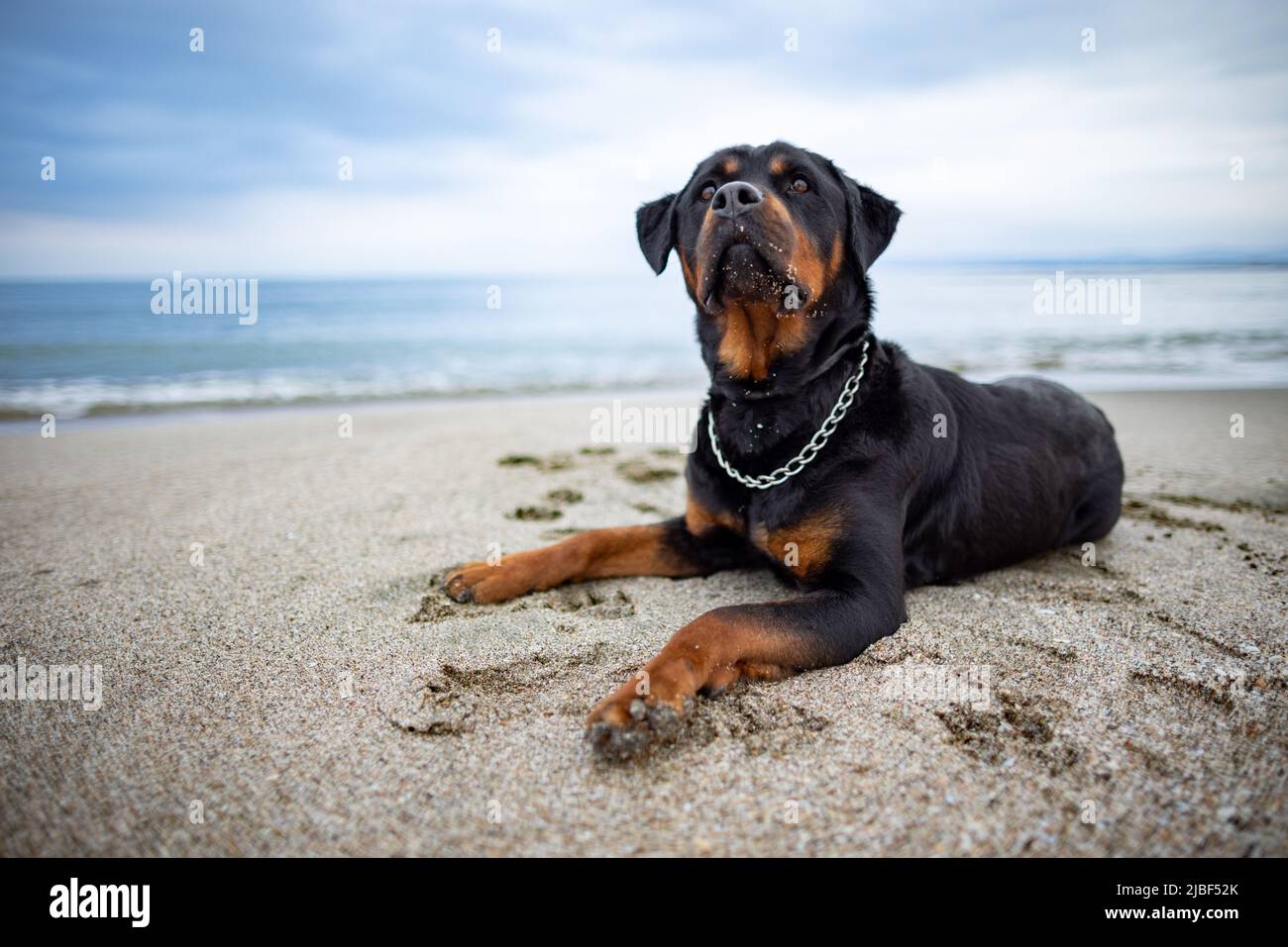 Un triste bel cane attento della razza Rottweiler si trova su una spiaggia sabbiosa e ascolta i suoni intorno a lui, in attesa del suo proprietario Foto Stock