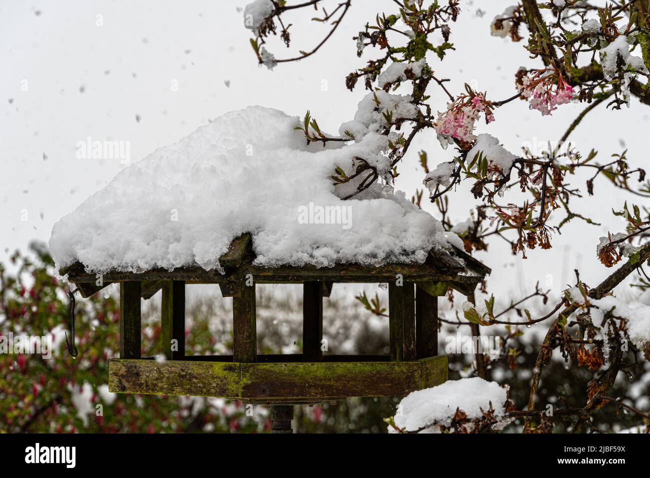 Birdhouse sotto un'improvvisa nevicata primaverile con albero fiorito. Assens, Danimarca, Europa Foto Stock
