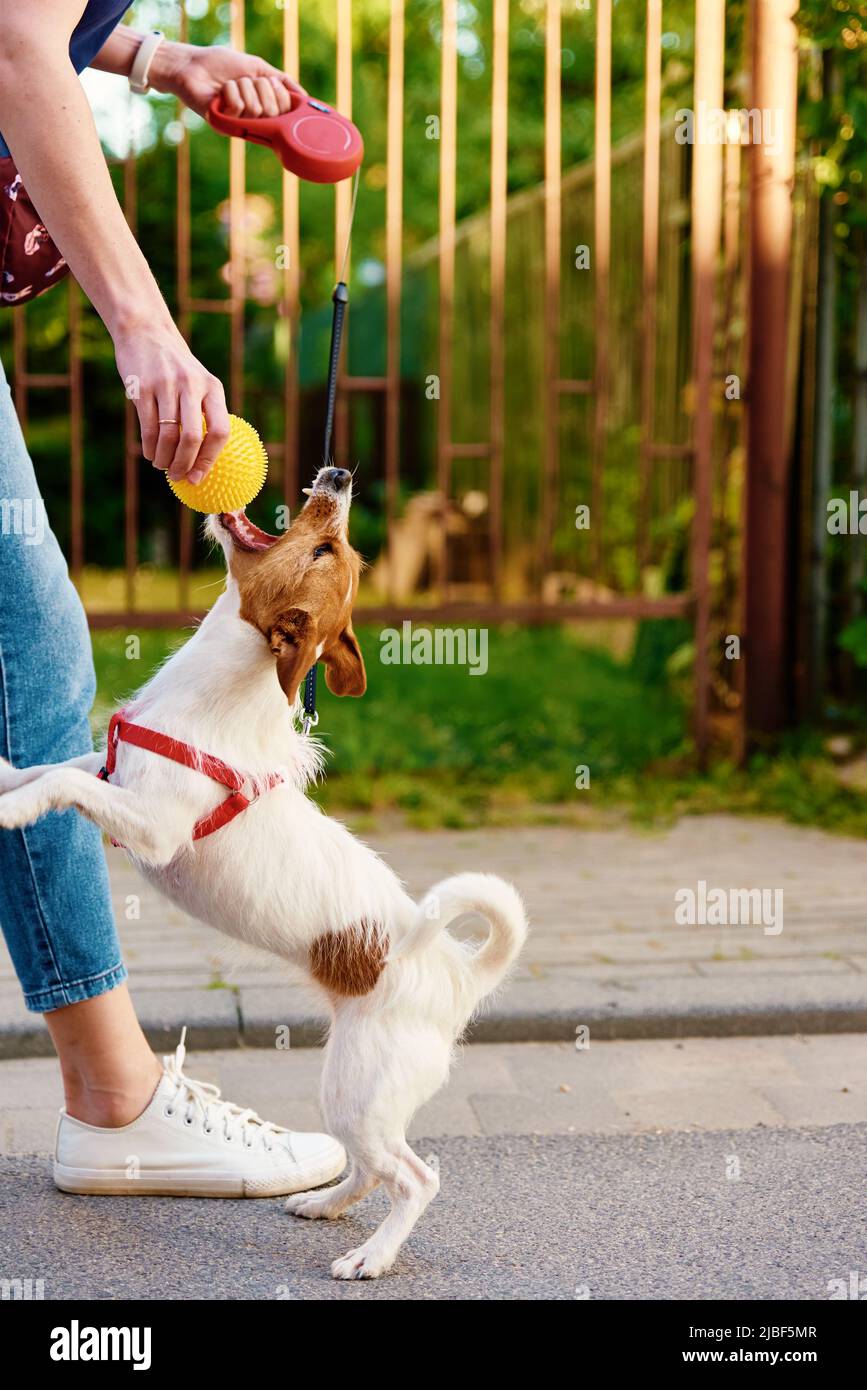 Donna che cammina il suo cane, Proprietario che gioca con l'animale domestico alla strada della città, cane morde la palla in mani femminili Foto Stock