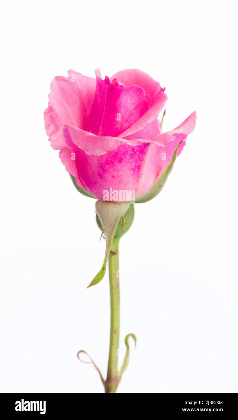 Fiore rosa su sfondo bianco. Bel bocciolo di rosa Foto Stock