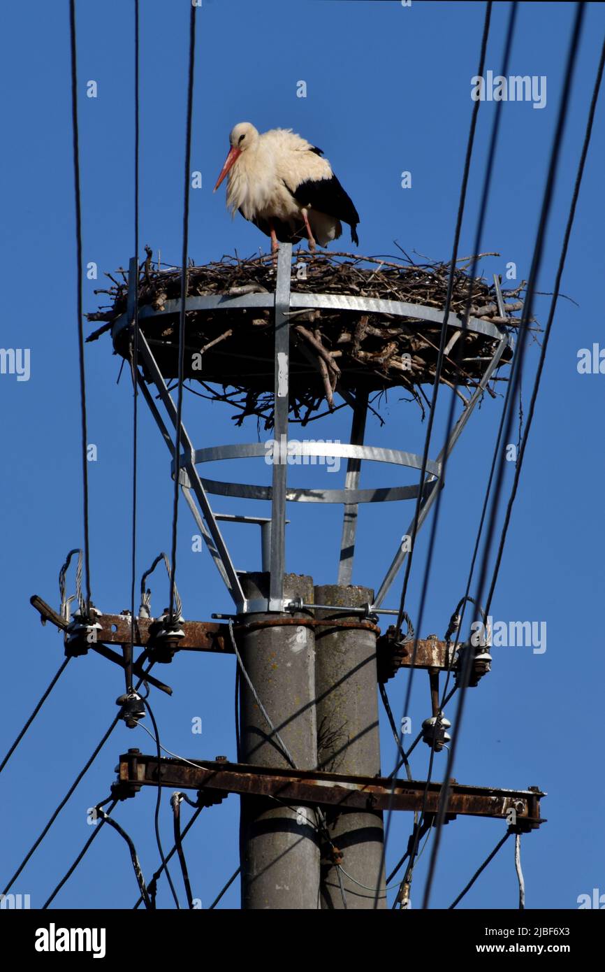 Singola cicogna bianca in piedi su un nido sotto le linee elettriche con cielo blu in formato verticale Foto Stock
