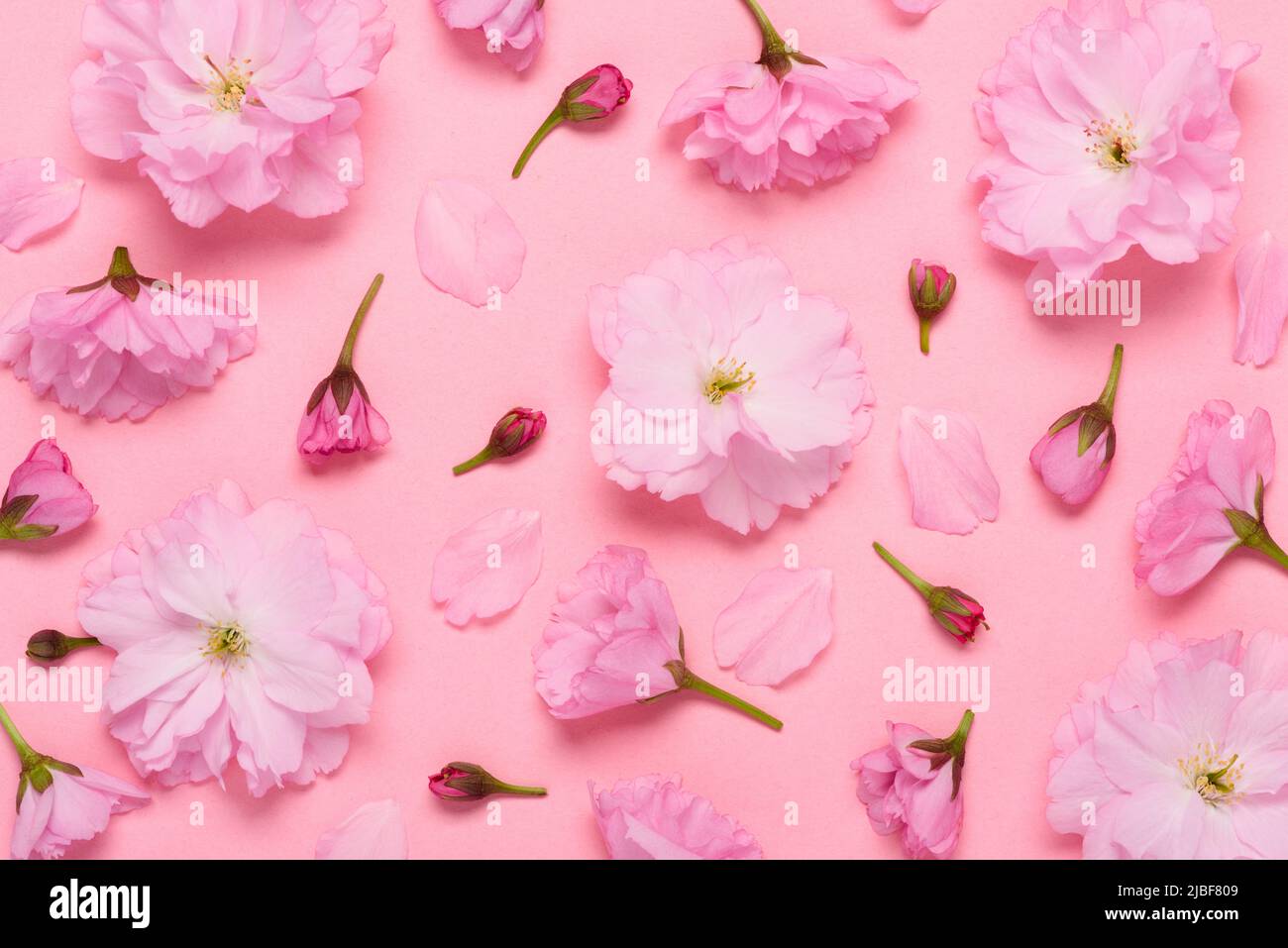 Sakura fiori ciliegia motivo floreale, in fiore doppio japaneese yaezakura su sfondo rosa piatto vista dall'alto Foto Stock