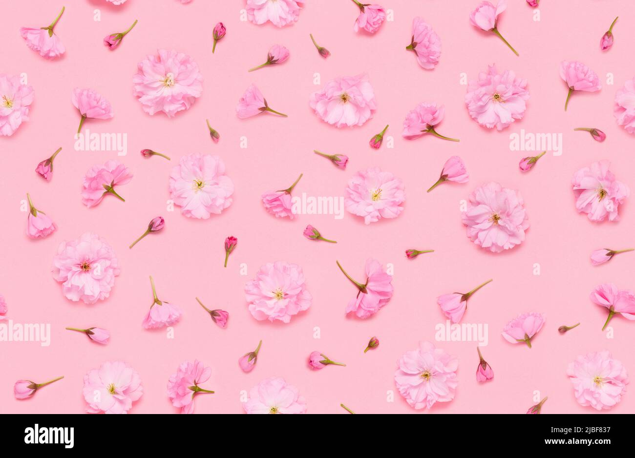 Motivo floreale senza cuciture di sakura fiori di ciliegia, in fiore doppio japaneese yaezakura su sfondo rosa piatto vista dall'alto Foto Stock