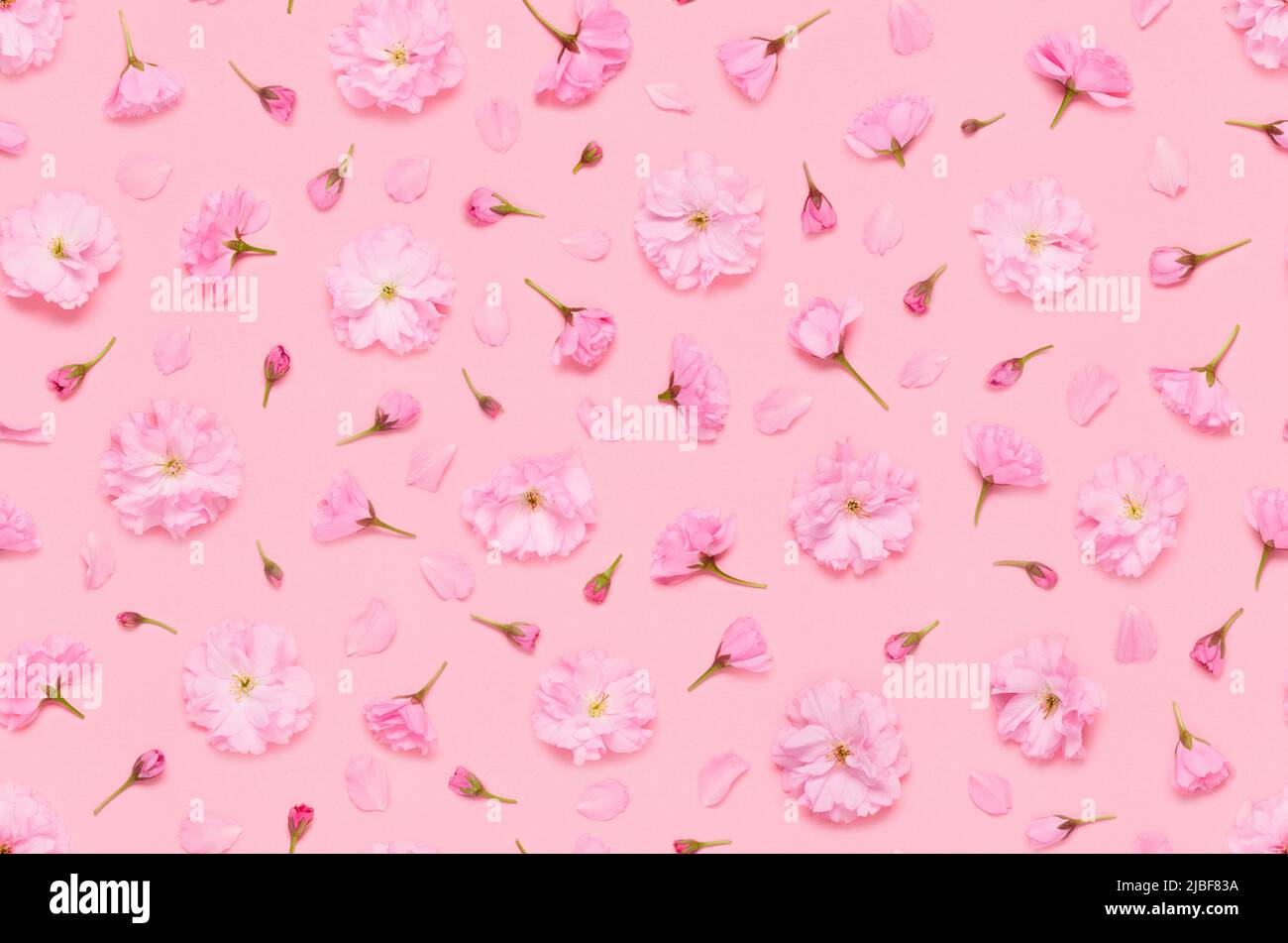 Motivi floreali senza cuciture di germogli e petali di ciliegio sakura, yaezakura japaneese in fiore doppio su sfondo rosa piatto top vi Foto Stock