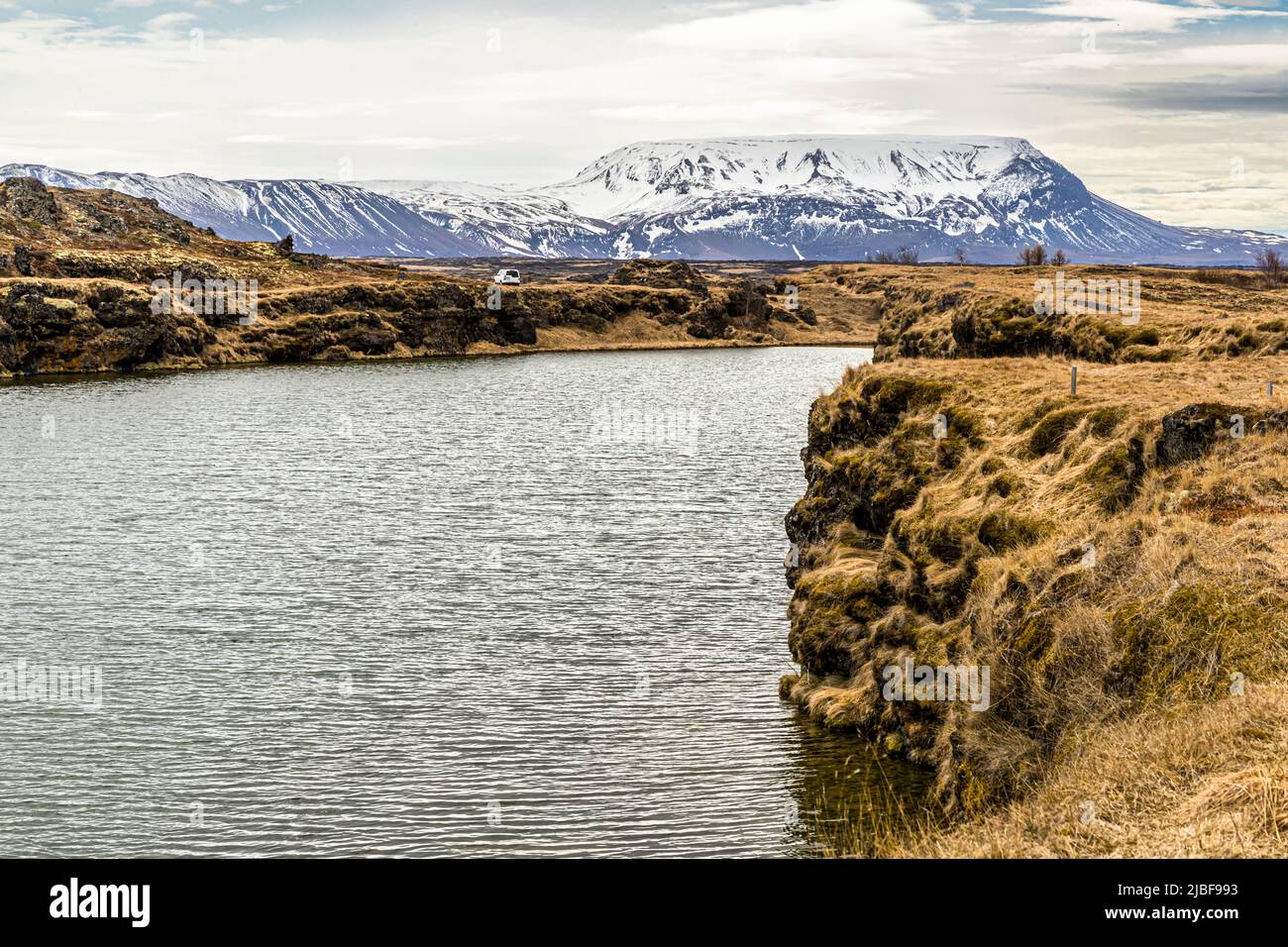 Vegetazione nella zona di Skutustadhir del Lago Myvatn, Islanda Foto Stock