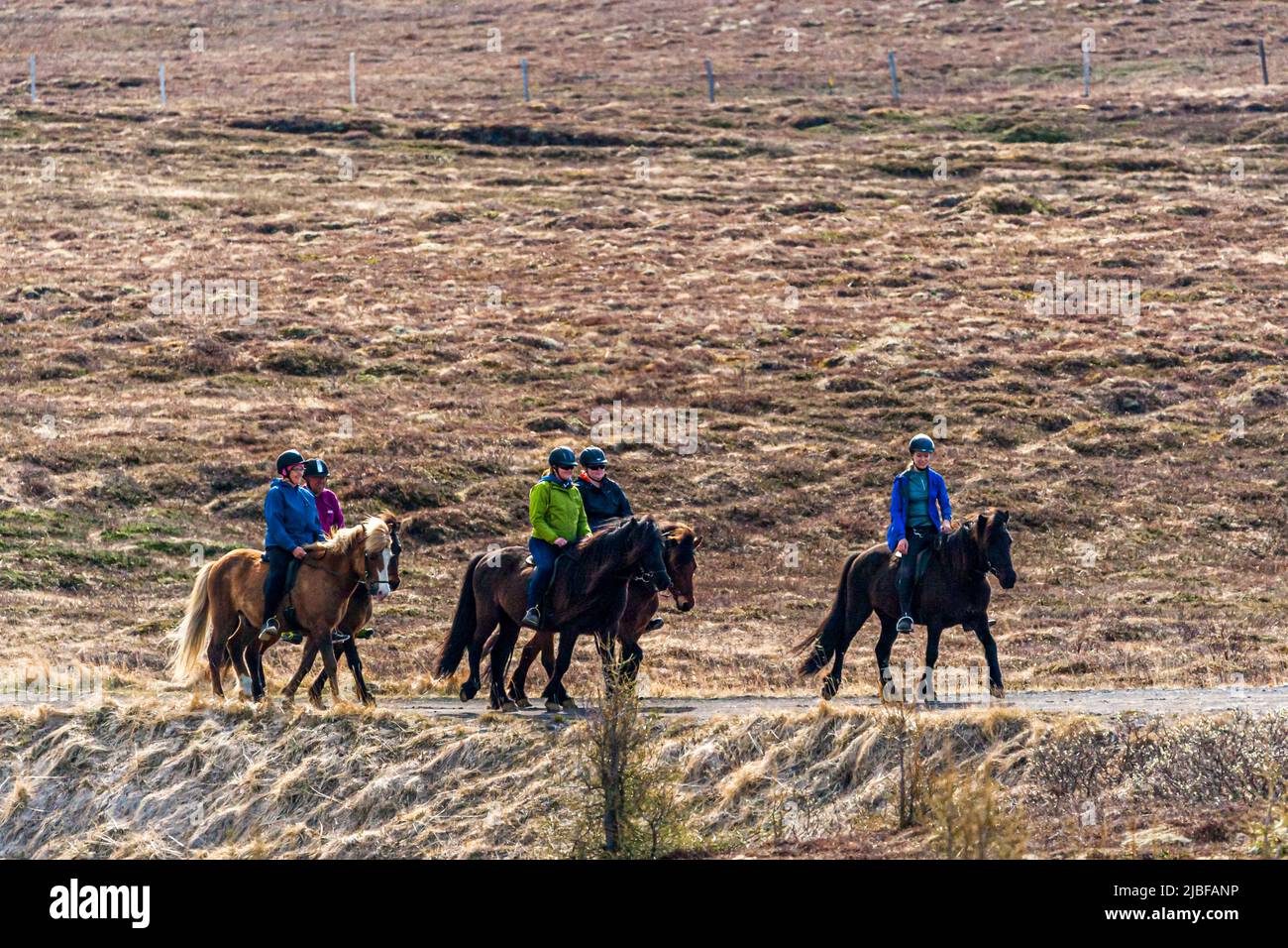 Diversi cavalieri conducono i loro cavalli islandesi lungo un sentiero sabbioso vicino a Húsavík, nel nord dell'Islanda, alcuni con un cavallo extra che li accompagna liberamente. Tali passeggiate con cavalli di riserva guidati sono una forma comune di turismo equestre islandese. Foto Stock