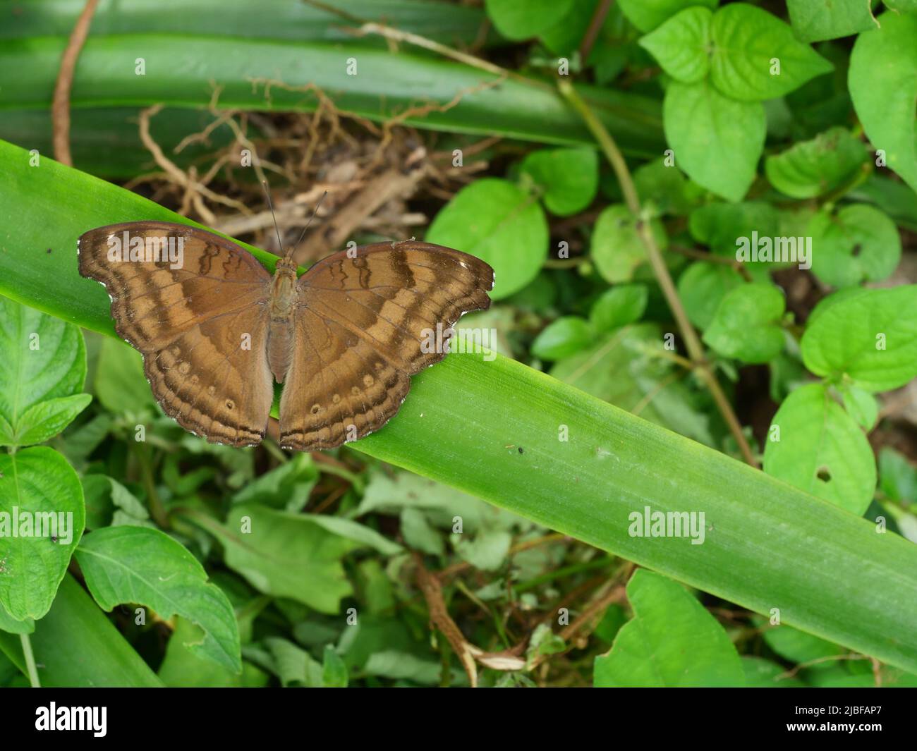 La farfalla di Pansy di cioccolato (Junonia iphita) su foglia con sfondo verde naturale, striscia marrone sulle ali di diffusione di un insetto tropicale Foto Stock