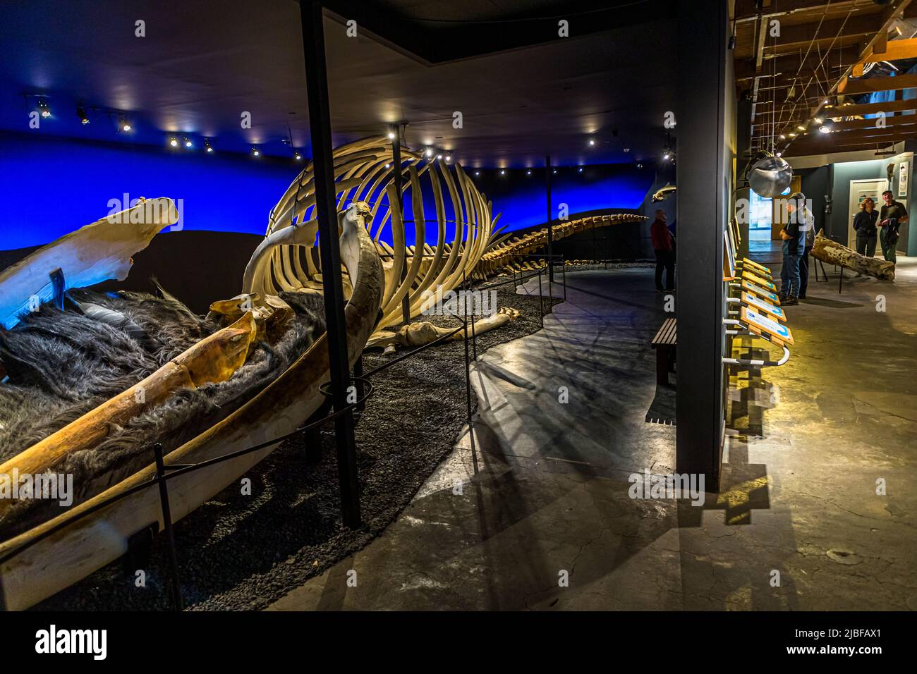 Il Museo delle balene di Húsavík (Islanda) espone una varietà di scheletri di balena. Dopo aver studiato i vari pannelli espositore, le dimensioni degli scheletri nella sala adiacente sono impressionanti Foto Stock