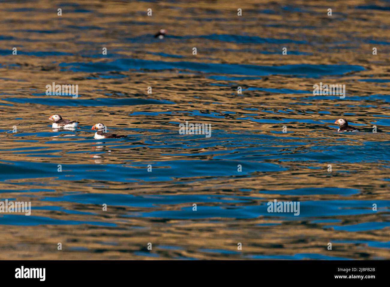 L'isola di Puffin, vicino a Húsavík, in Islanda, ospita molti puffin durante la stagione dell'allevamento Foto Stock