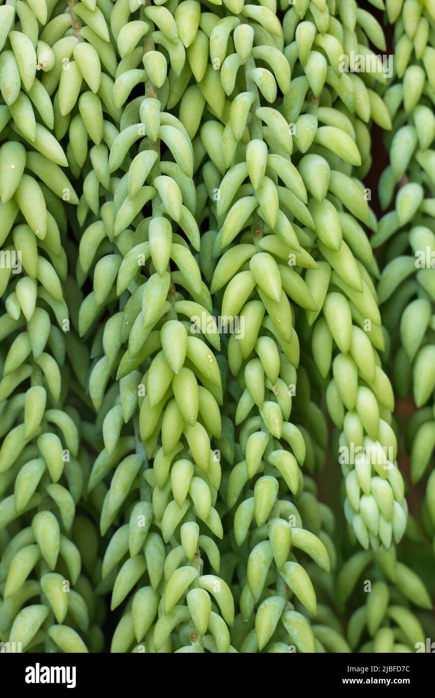 Sedum morganianum E. Walther, la coda di asino o di burro, pianta di fioritura nella famiglia Crassulaceae, originaria del Messico meridionale, verde naturale ba Foto Stock