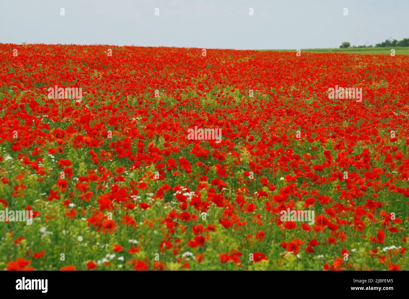 Campo di papavero, vicino a Bad Neustadt an der Saale. Foto Stock