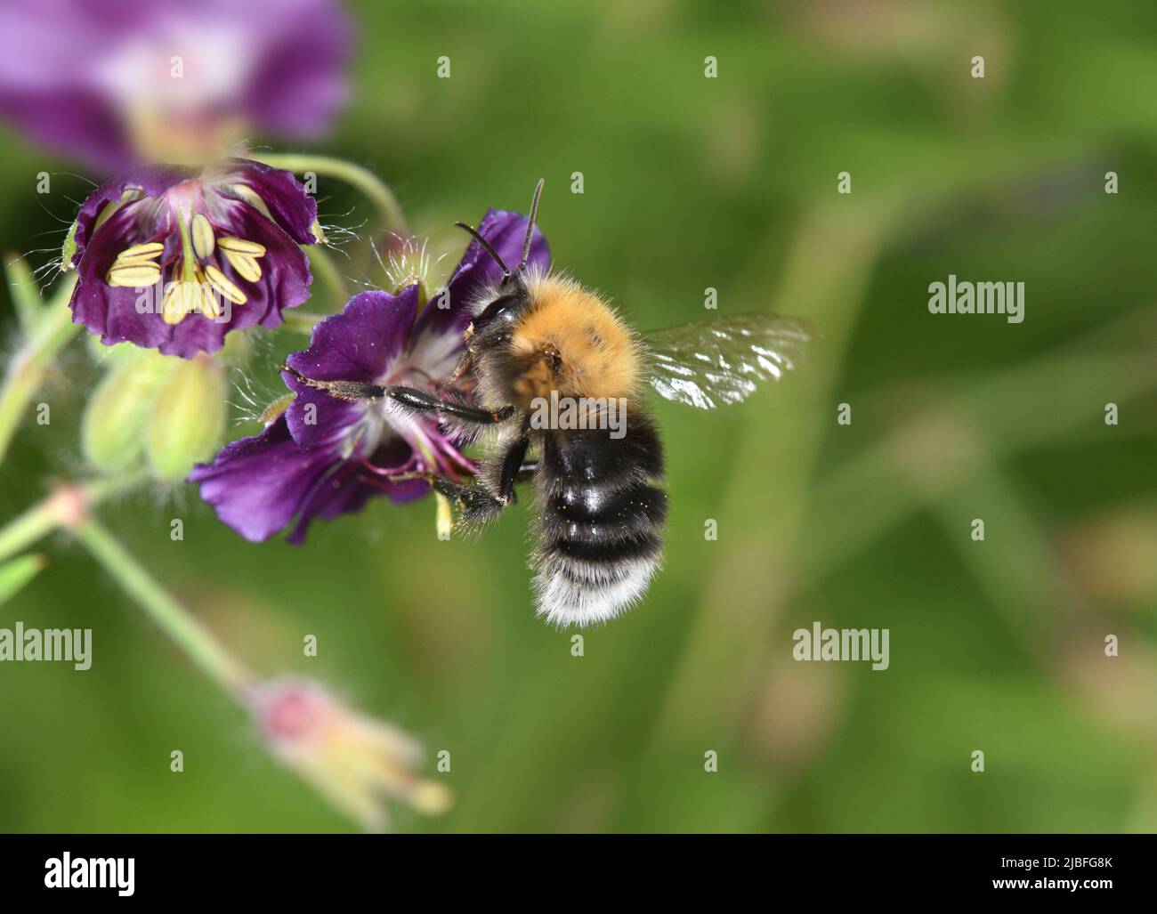 Tree Bumblebee - Bombus hypnorum Foto Stock