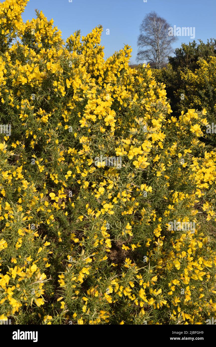Gorse comune - Ulex Europaeus Foto Stock