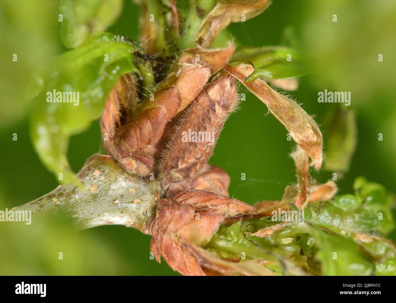 Viola Hairstreak - Neozephyrus quercus Foto Stock