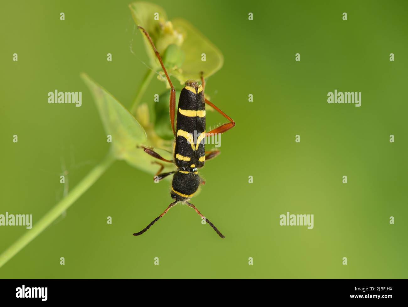 Wasp Beetle - Clytus arietus Foto Stock