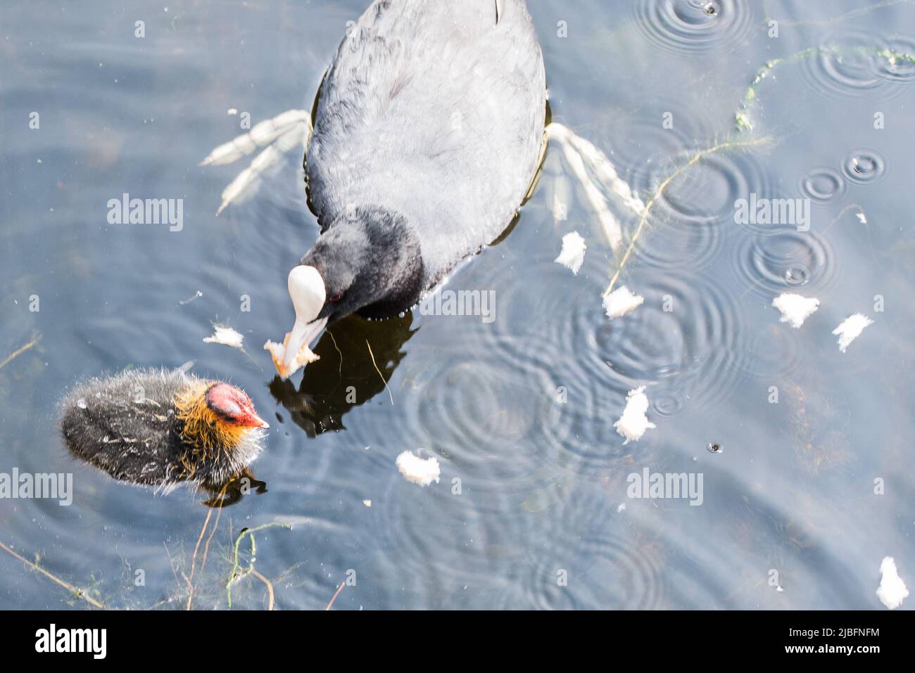 Den Helder, Olanda, maggio 2022. Coot nutrire la sua giovane. . Foto di alta qualità Foto Stock