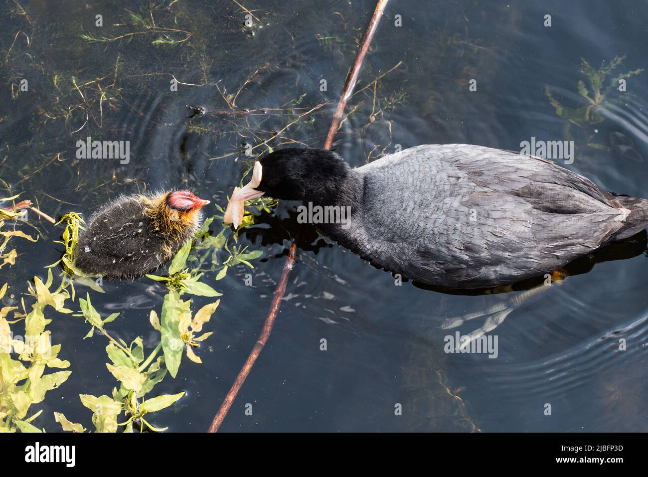 Den Helder, Olanda, maggio 2022. Coot nutrire la sua giovane. . Foto di alta qualità Foto Stock