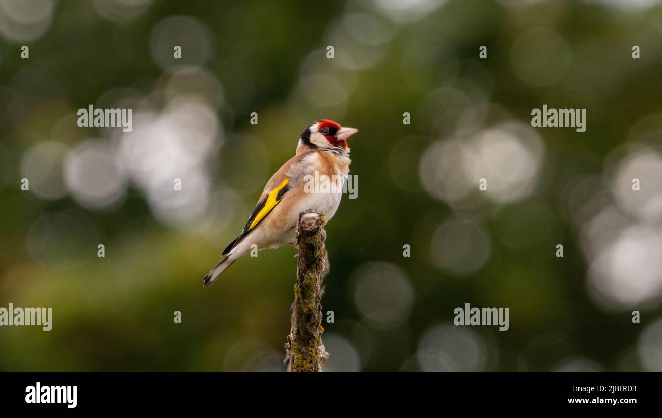 Goldfinch su una filiale Foto Stock