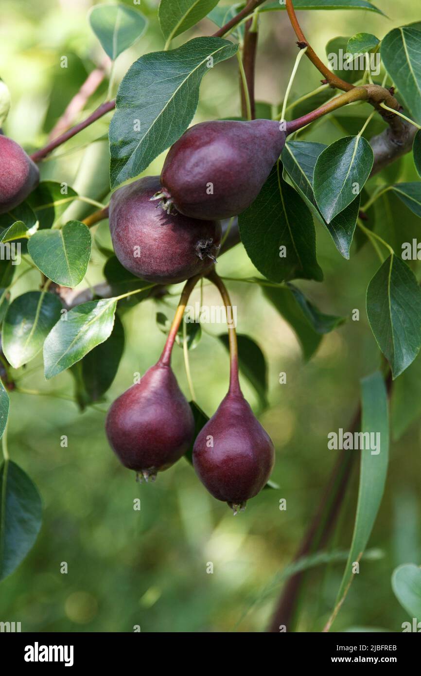 Le pere rosse crescono e maturano su un albero in un bellissimo giardino estivo di frutta Foto Stock