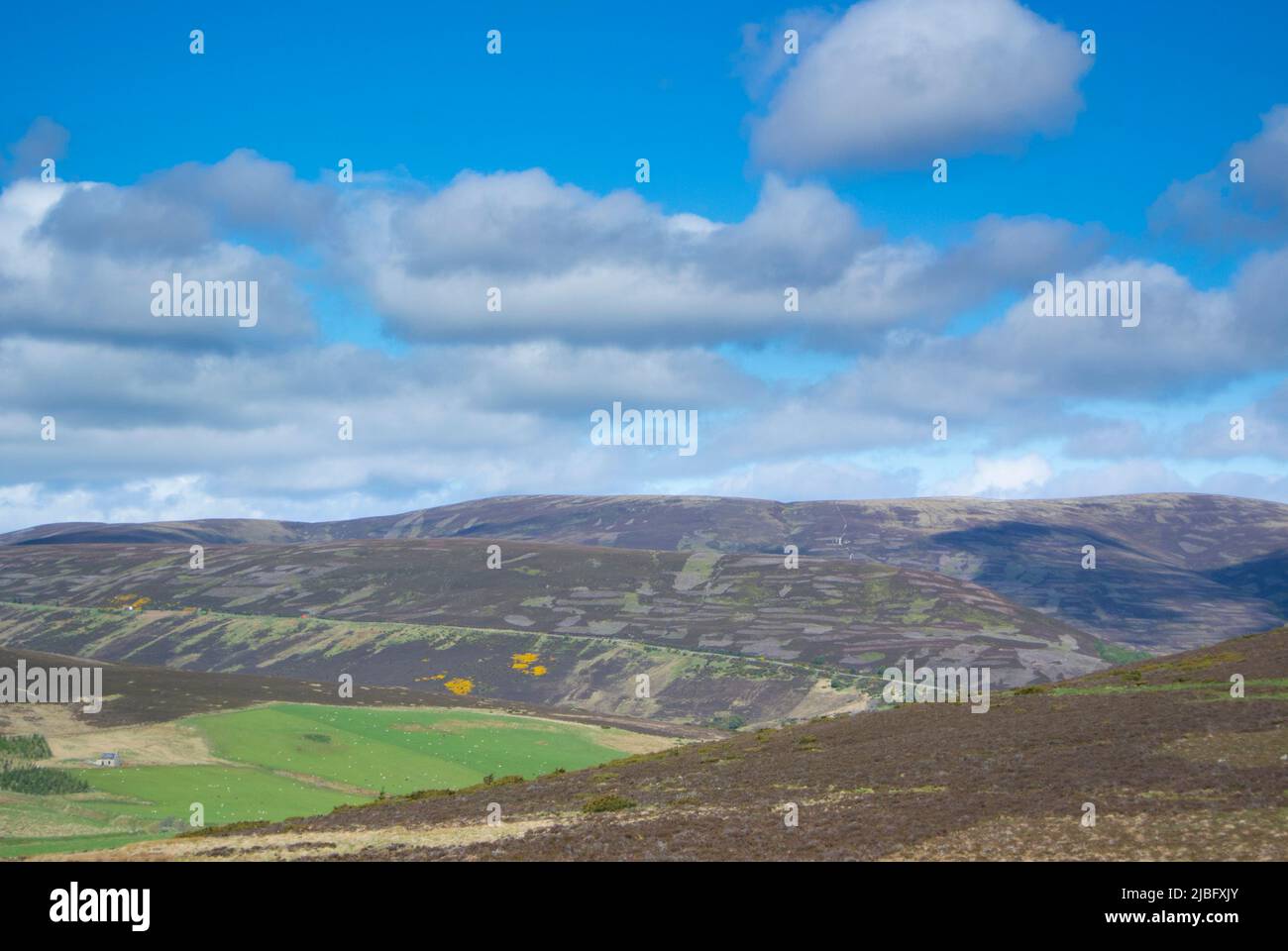 Scottish Moorland mostra la gestione delle eriche Foto Stock