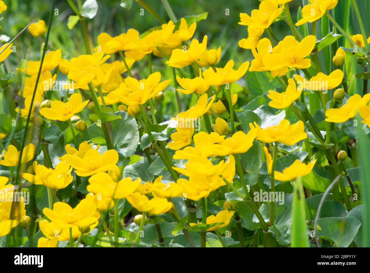 Caltha palustris, palude-marigold Foto Stock