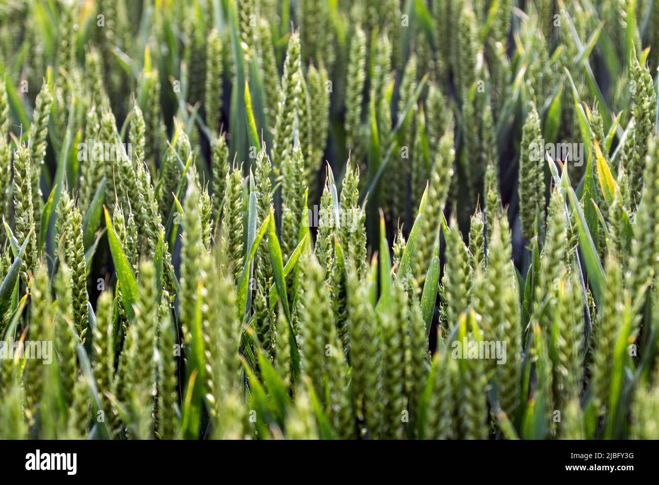 Un raccolto di grano sano che matura in un campo all'inizio dell'estate nel Regno Unito Foto Stock