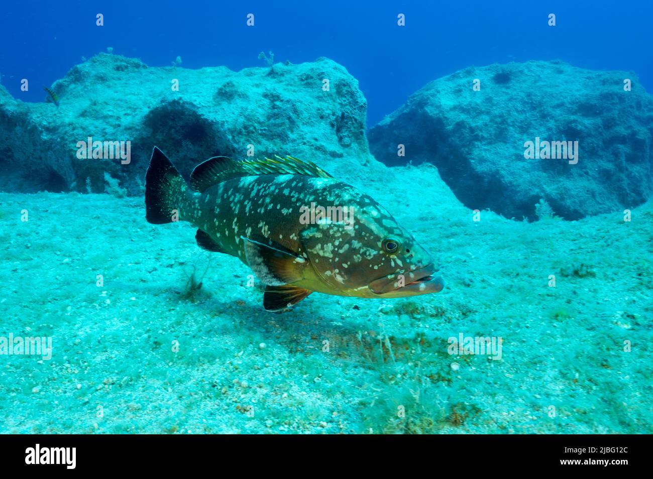 Cernia dusky, Epinephelus marginatus, Kas Kekova Marine Proetcted Area Foto Stock