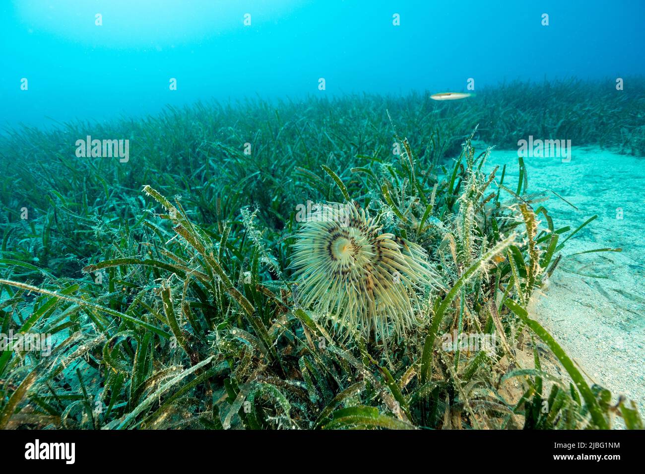 Verme a tubo, Sabella spallanzanii, in Nettuno erba di mare letto, Gokova Turchia. Foto Stock