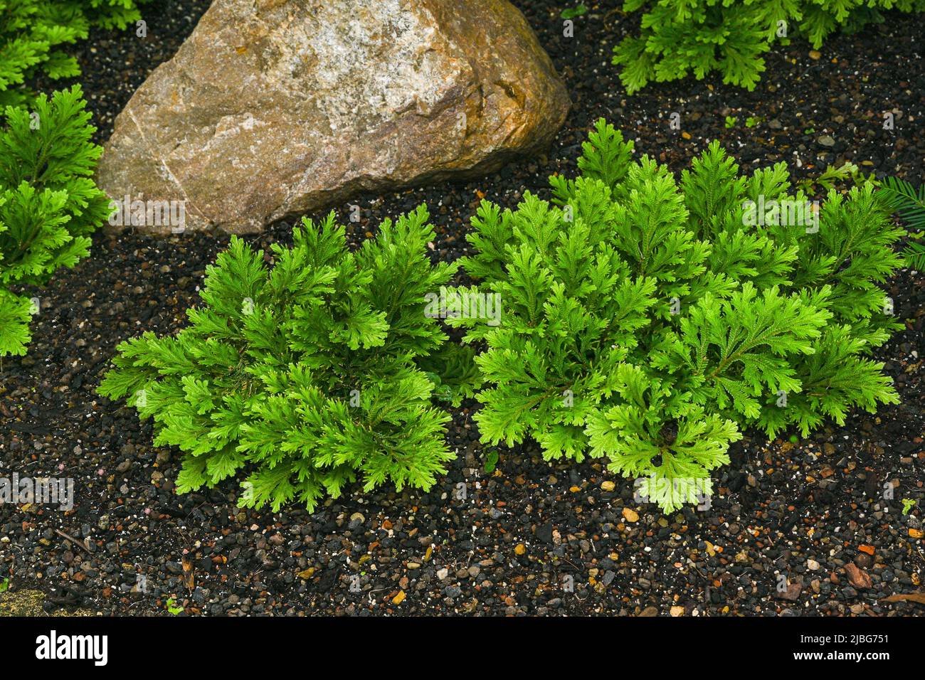 Martens Spikemoss (Selaginella martensii) è una pianta vascolare originaria dell'America Centrale e del Messico. Foto Stock