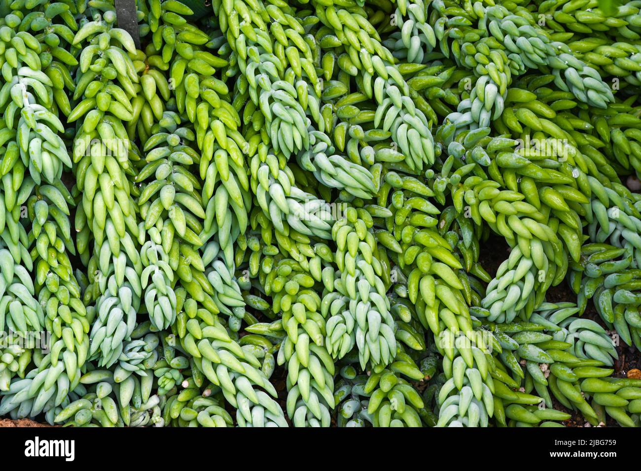 Coda di Burro o coda di asino (Sedum morganianum), originaria del Messico Foto Stock