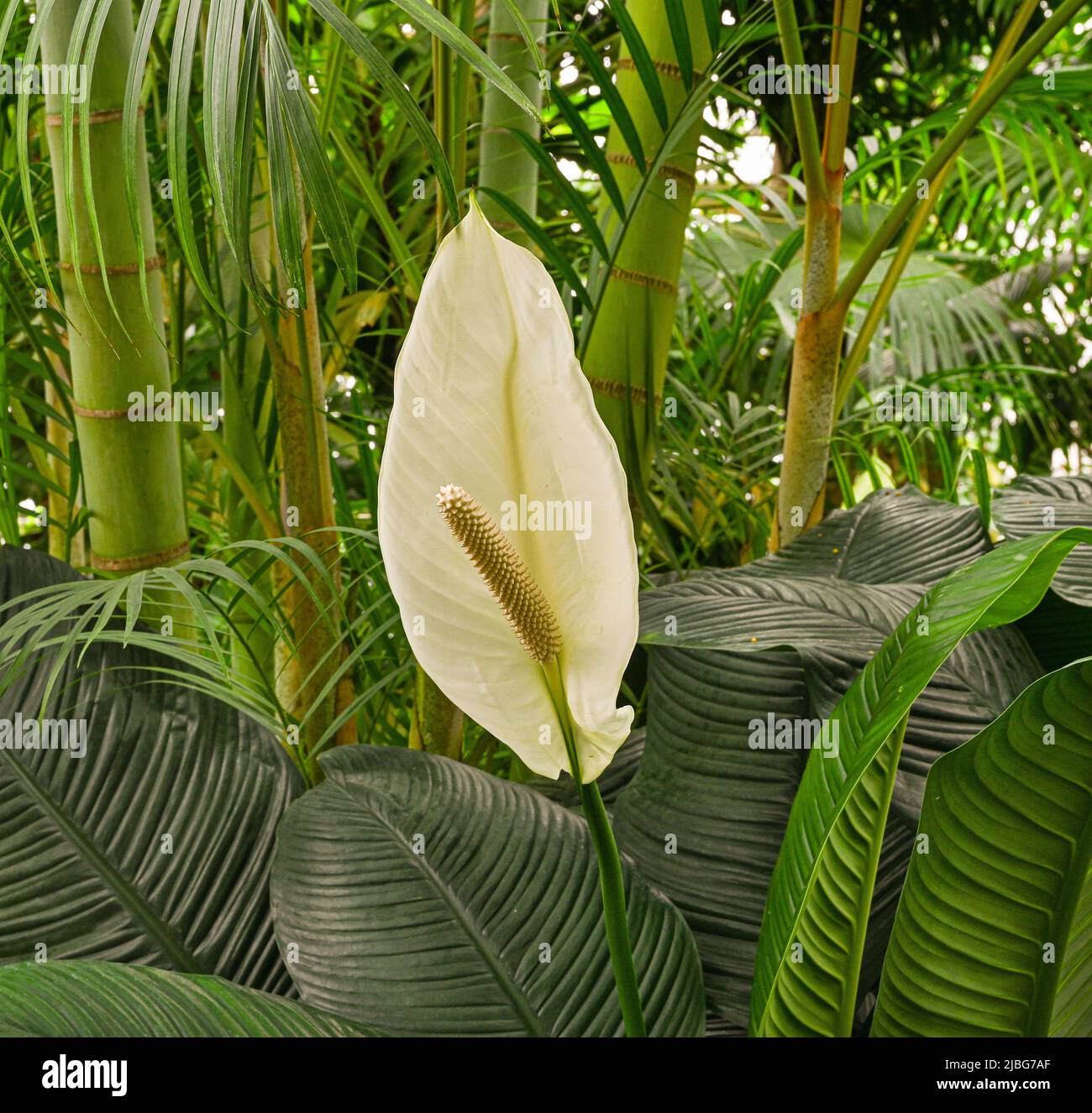 Fiore di Spathuphyllum cochlearispathum o Giglio di Pace (Famiglia: Araceae) Foto Stock