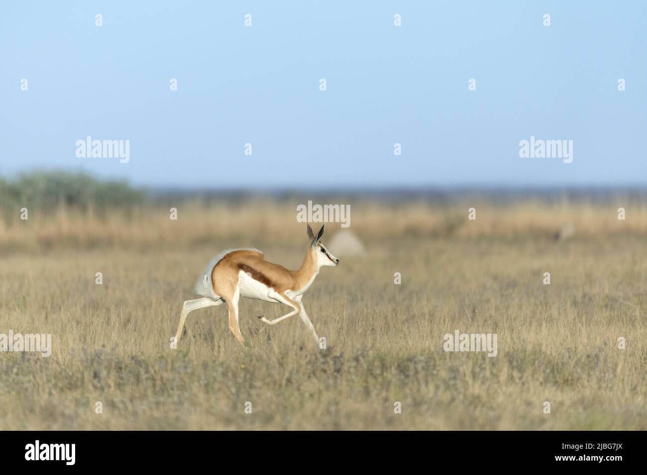 Springbok pronking in Kalahari semi deserto Botswana Foto Stock