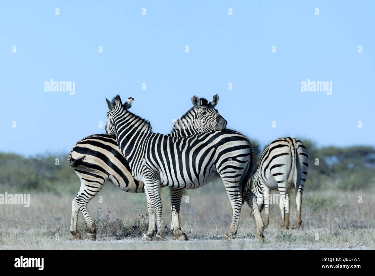 Zebra in kalahari sorridente giocando con Acacia sfondo in savana di prateria Foto Stock
