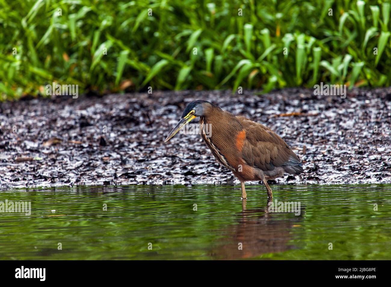 Costa Rica, America Centrale - Parco Nazionale del Tortuguero - uccello della fauna selvatica Foto © Federico Meneghetti/Sintesi/Alamy Stock Photo *** Local Caption ** Foto Stock