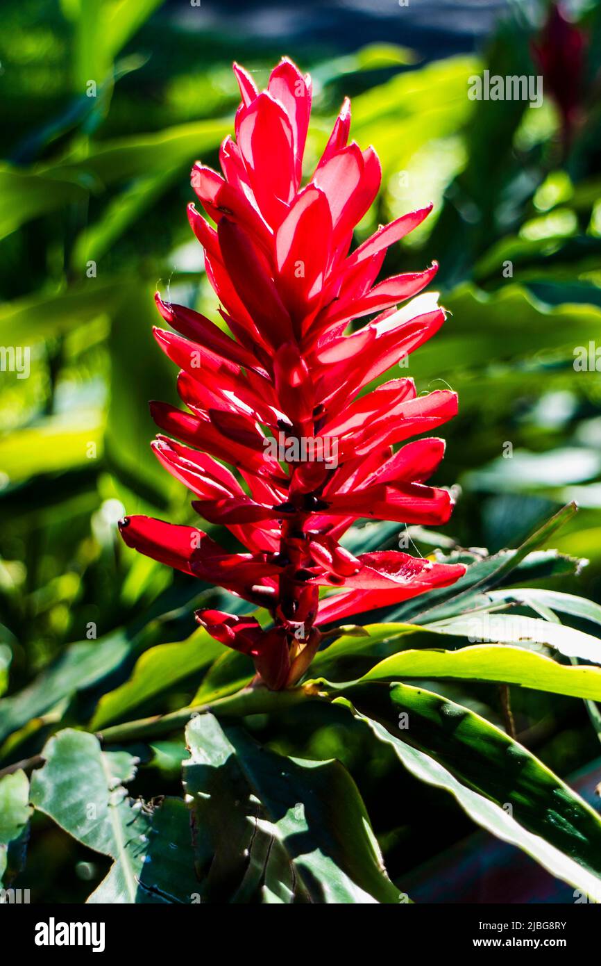 Costa Rica, America Centrale - primo piano di un fiore di zenzero rosso selvatico nella foresta pluviale del Costa Rica circondata da verde fogliame Foto © Federico Meneg Foto Stock